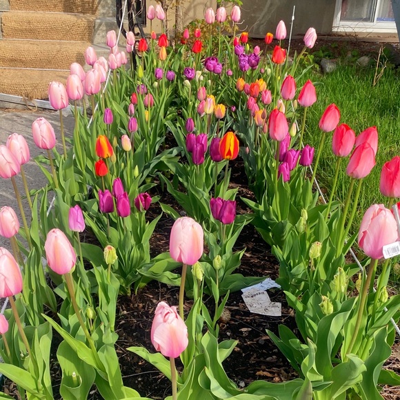 Meet your Posher, Rozila - Picture 1 of 1